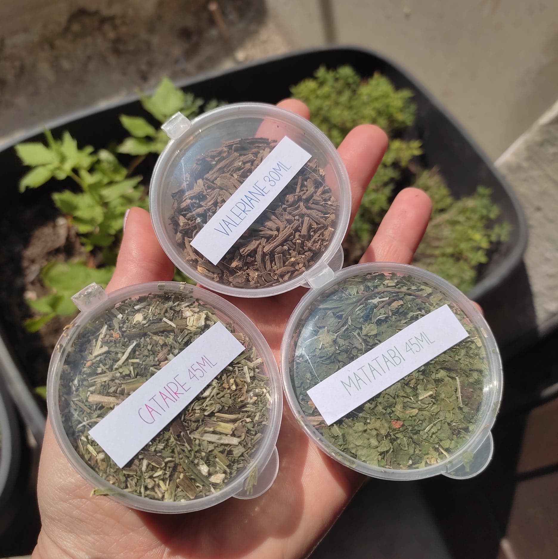 HERBES à CHAT séchées