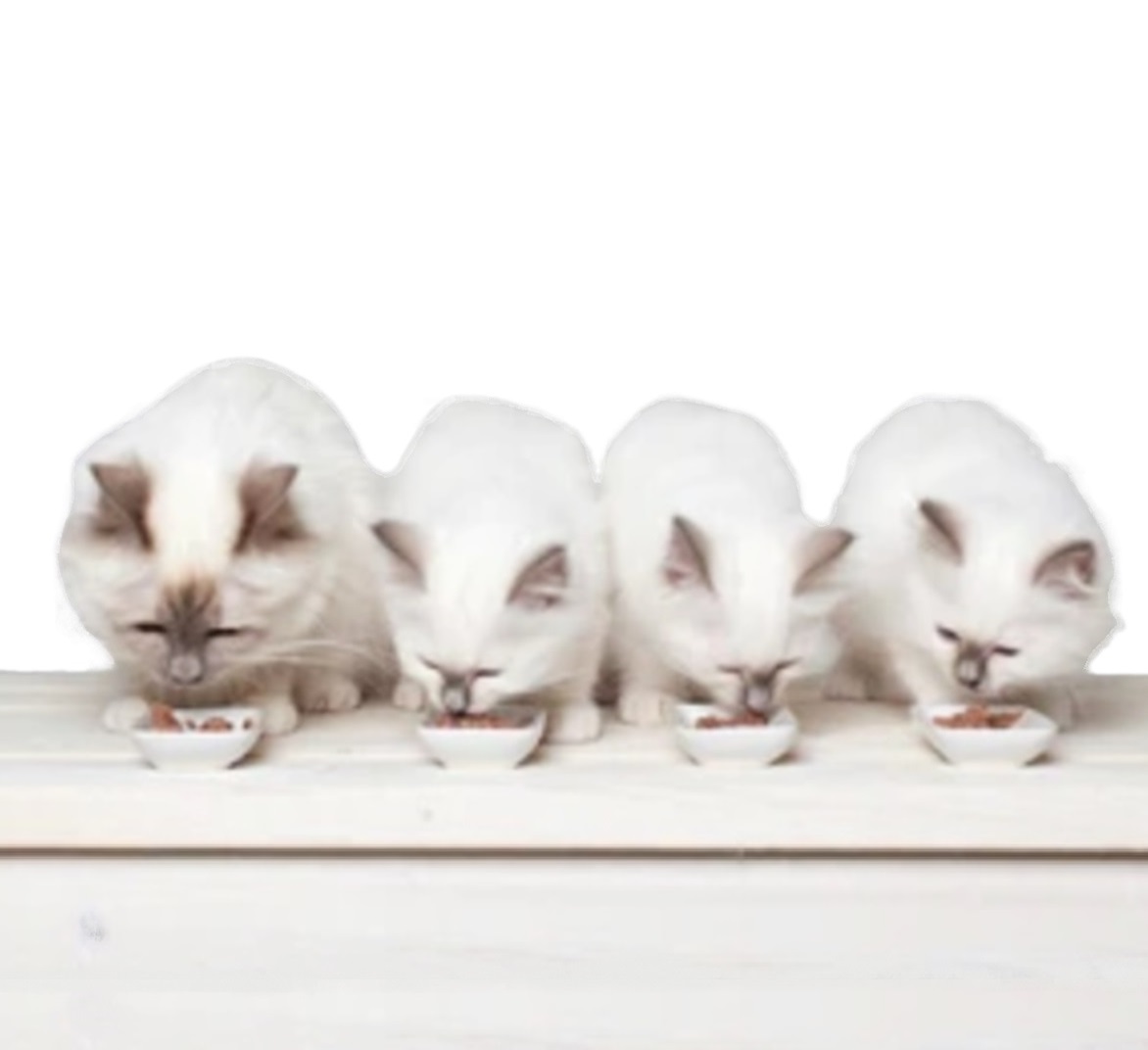 ALIMENTATION du chat EN ELEVAGE (pour éleveurs)