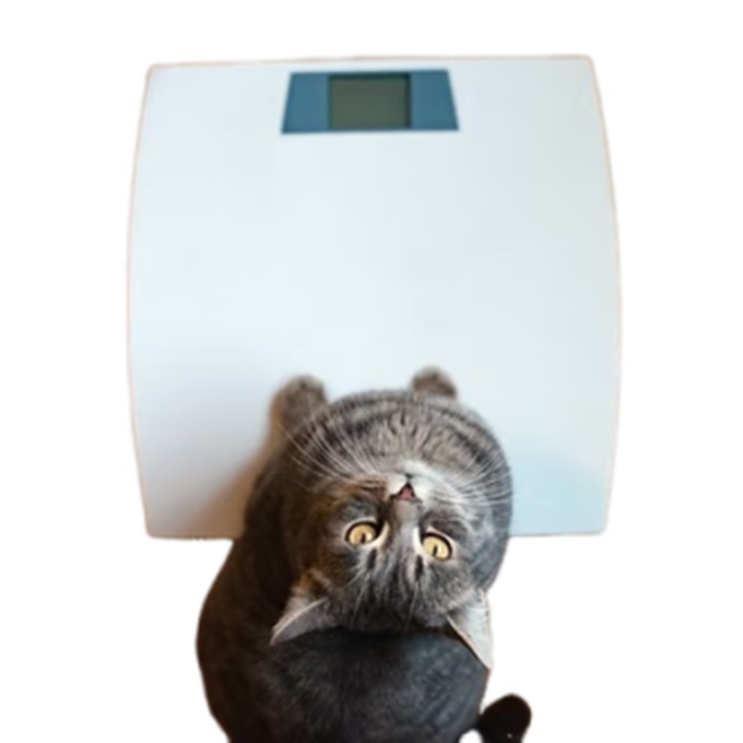 Gestion du SURPOIDS et de la SATIETE du chat (pour tous)