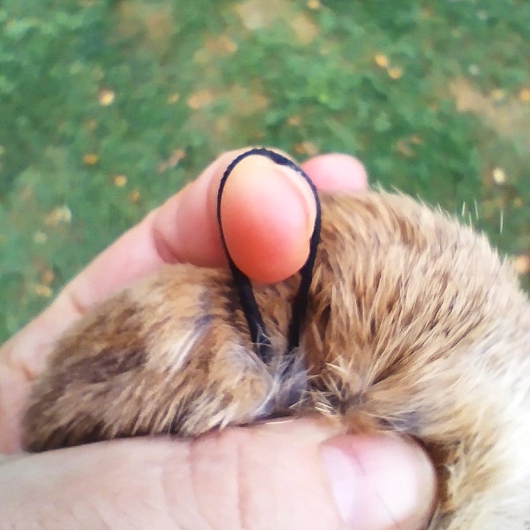 Grand POMPON fourrure
