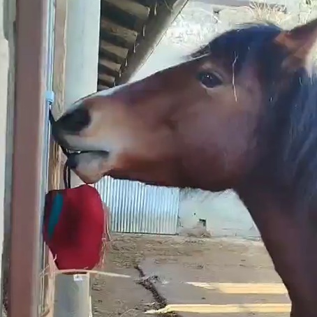 La POMME bruissante
