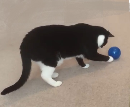 BALLE Slimcat de Petsafe