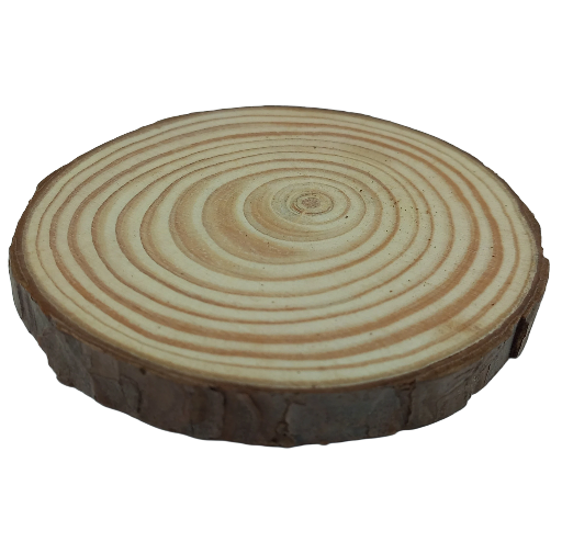 Log Slice 10 x 10 x 0.8 cm (approx)