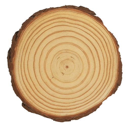 Log Slice. 13 x 13 x 1.5 cm (approx)