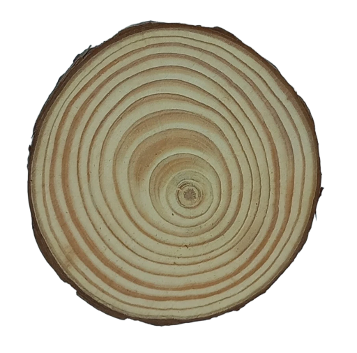 Log Slice. 12 x 12 x 1.0 cm (approx)