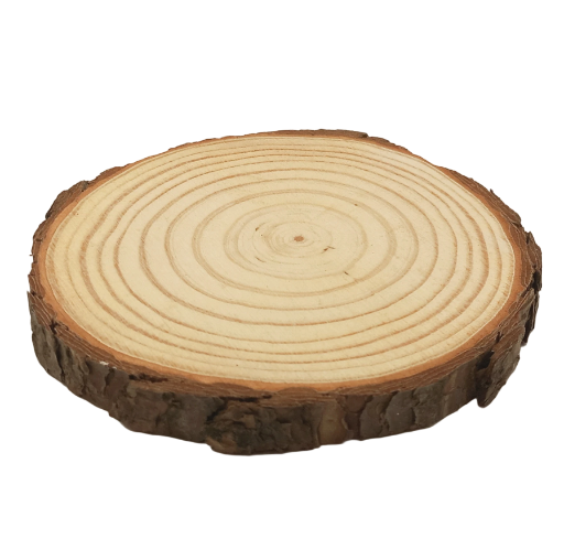Log Slice. 12 x 12 x 1.0 cm (approx)