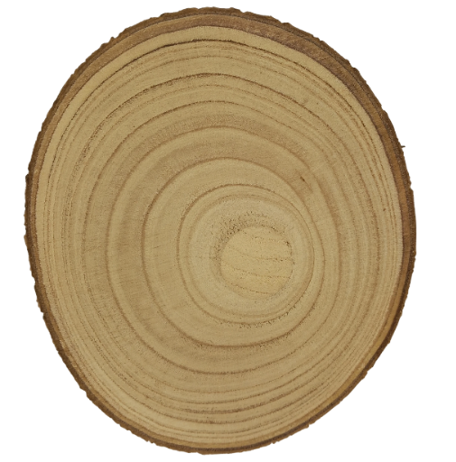 Log Slice 22 x 22 x 2.0 cm (approx)