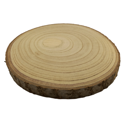 Log Slice 22 x 22 x 2.0 cm (approx)