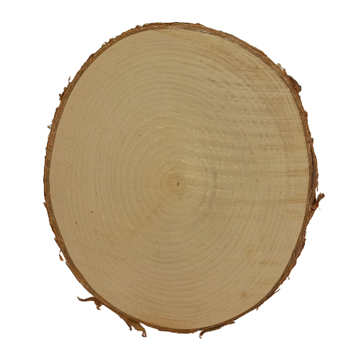 Log Slice (BIRCH BARK) 17 x 17 x 1.8 cm (approx)