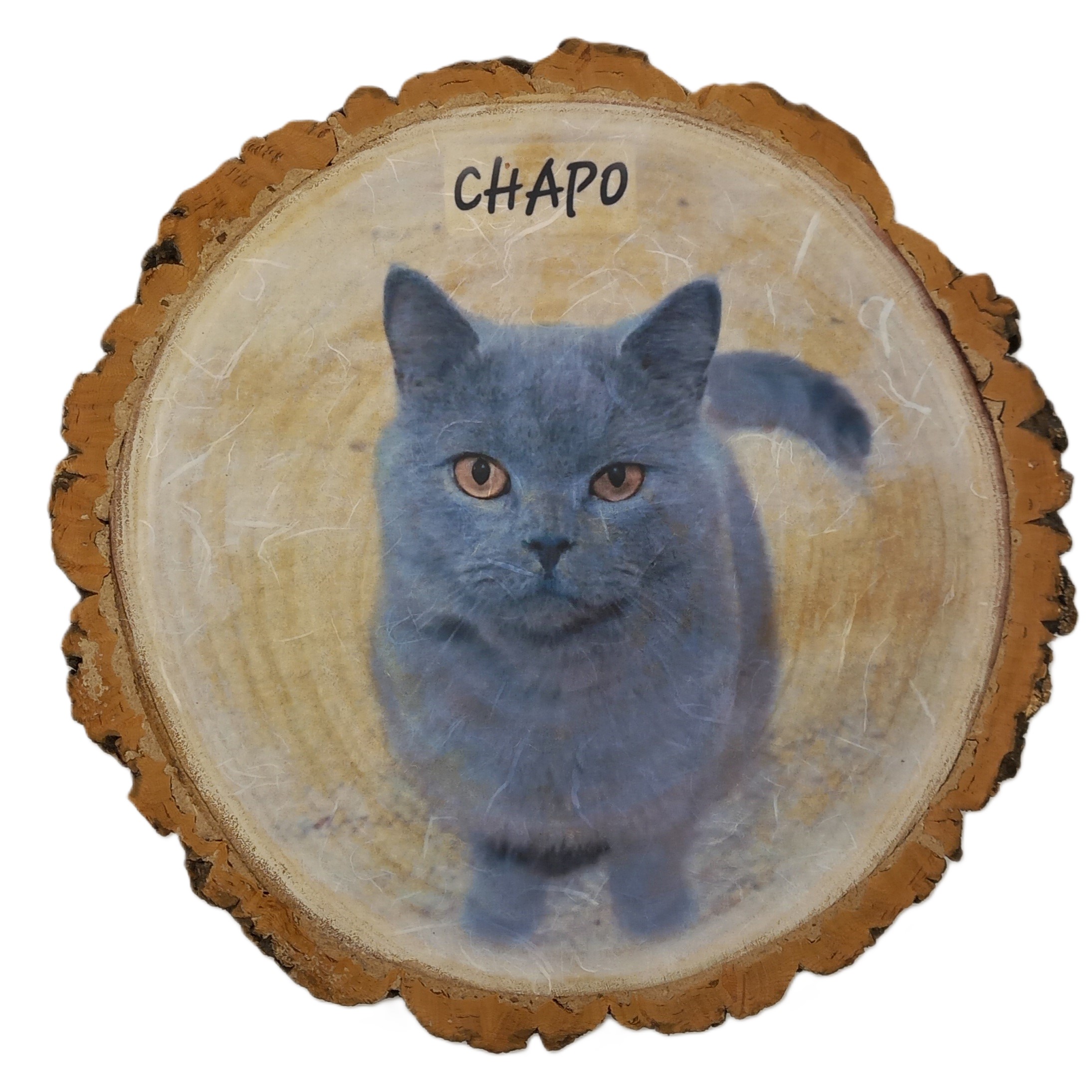 Log Slice featuring pet cat