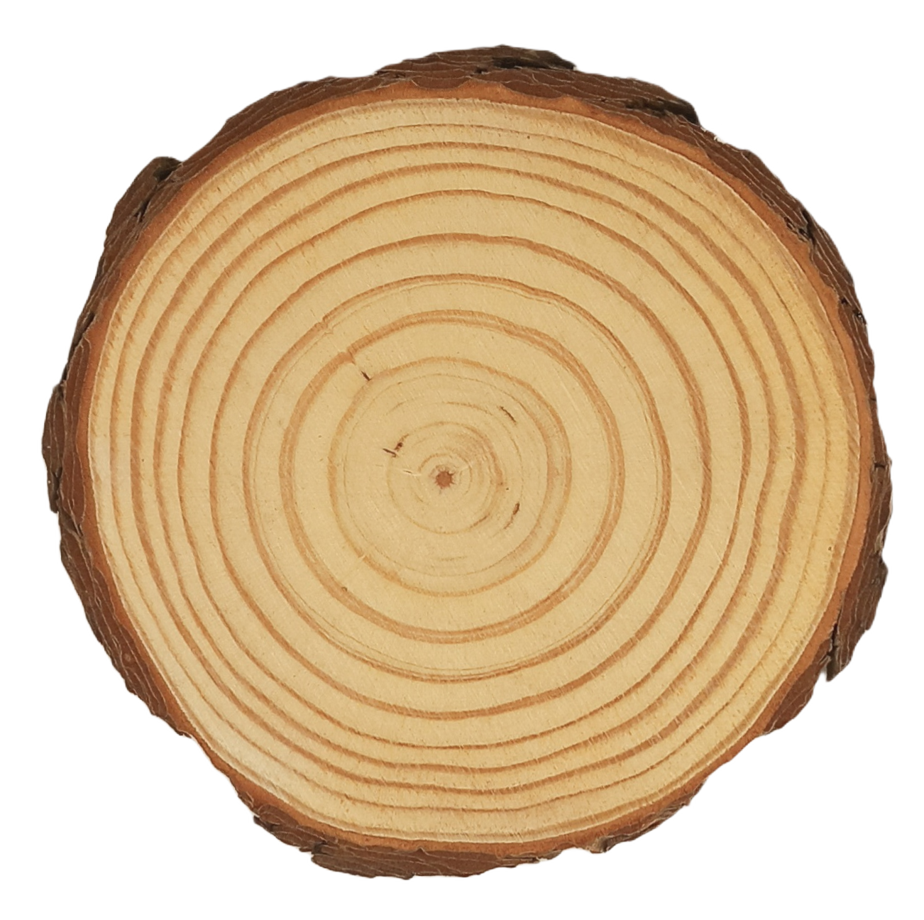 Log Slice 20 x 20 x 2.0 cm (approx)