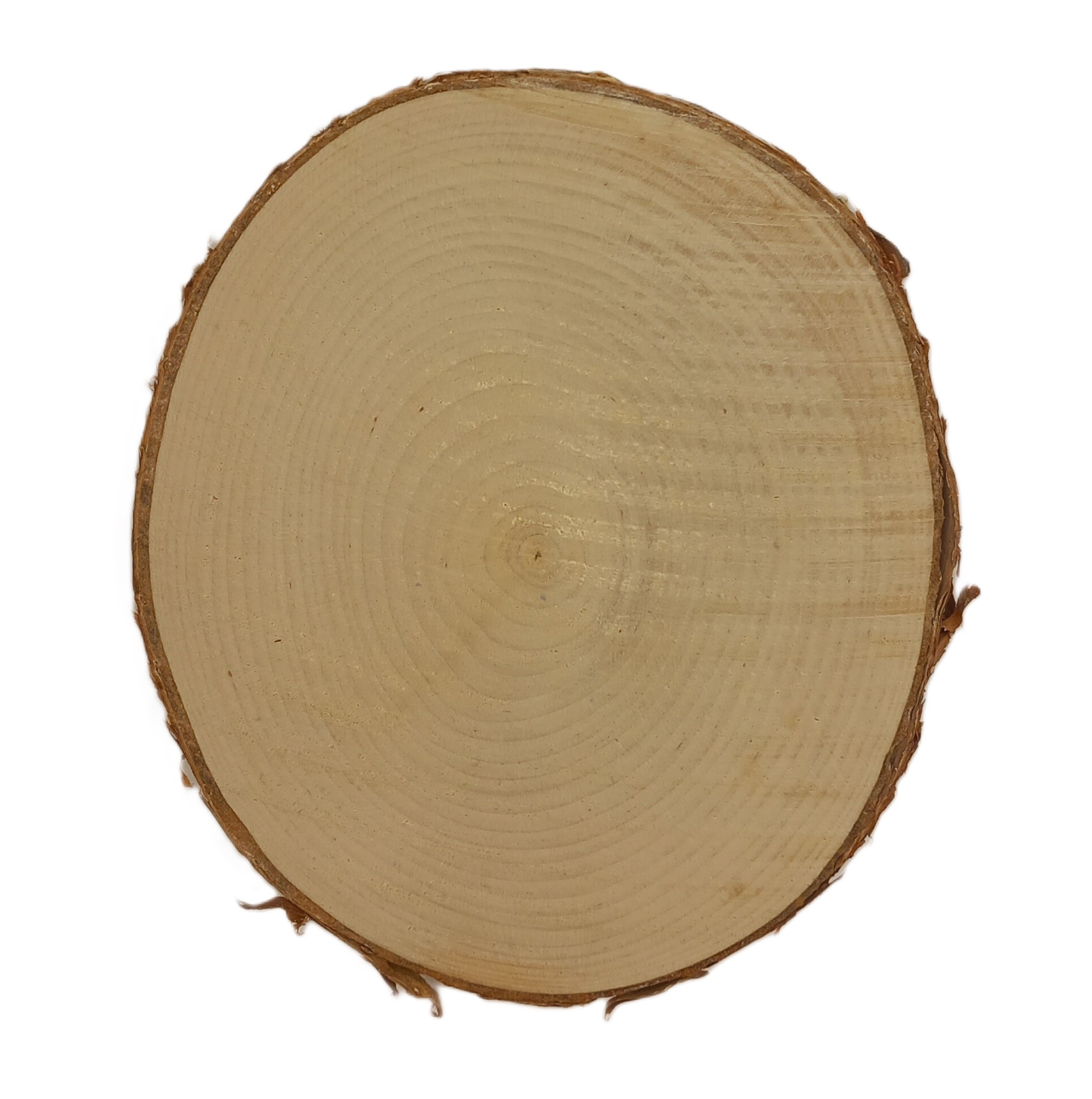 Log Slice (BIRCH BARK) 15 x 15 x 1.8 cm (approx)