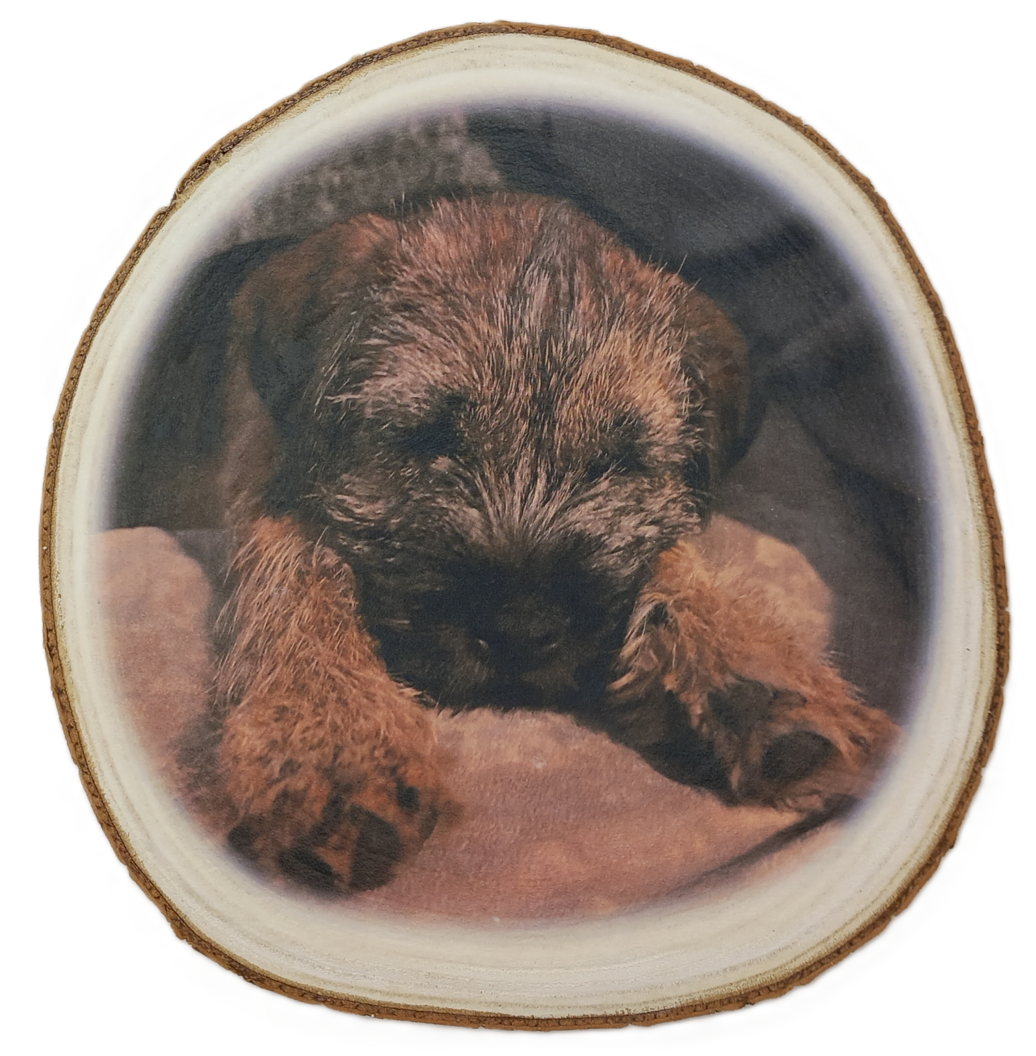 Log Slice featuring pet dog