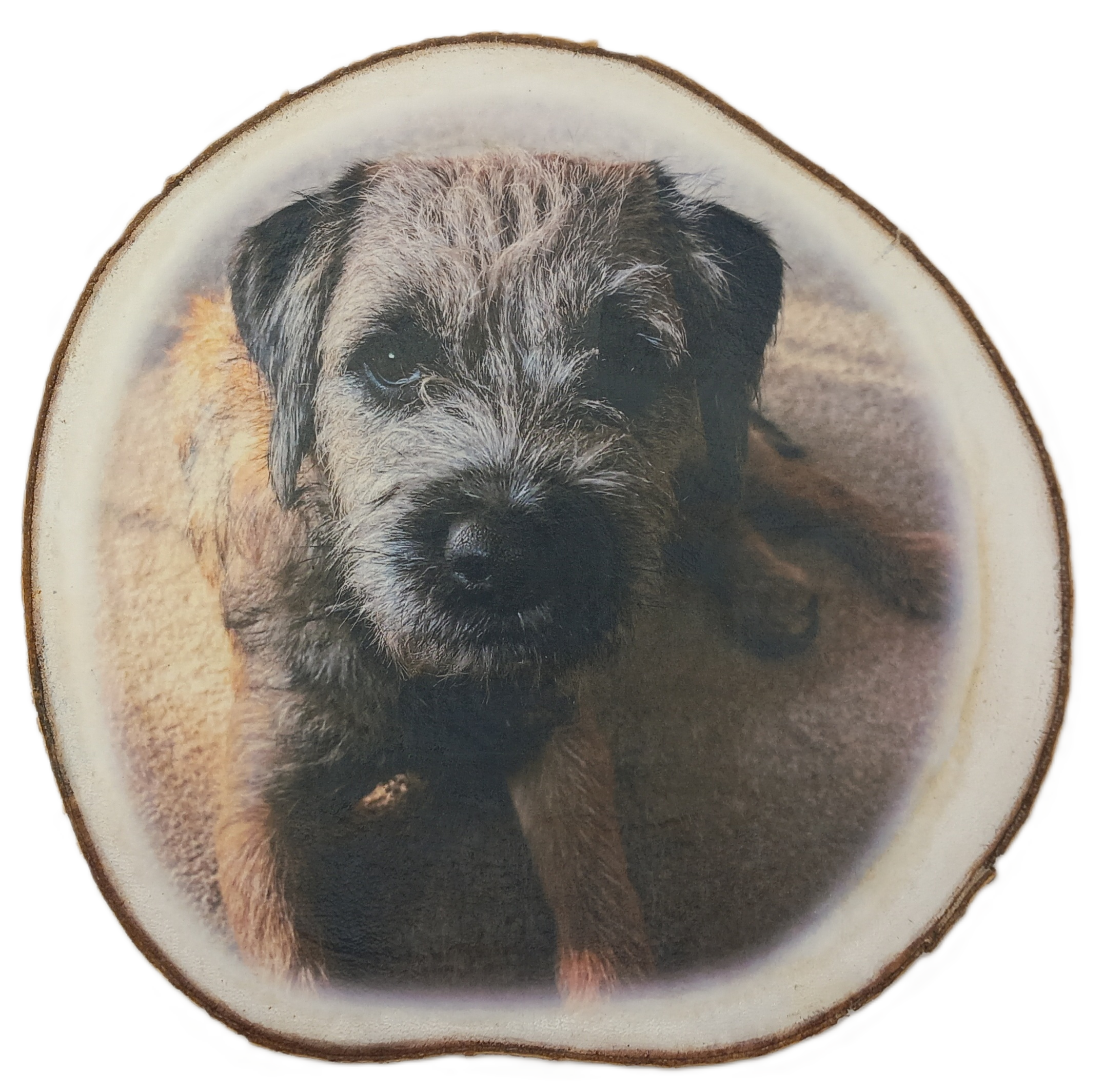 Log Slice featuring pet dog