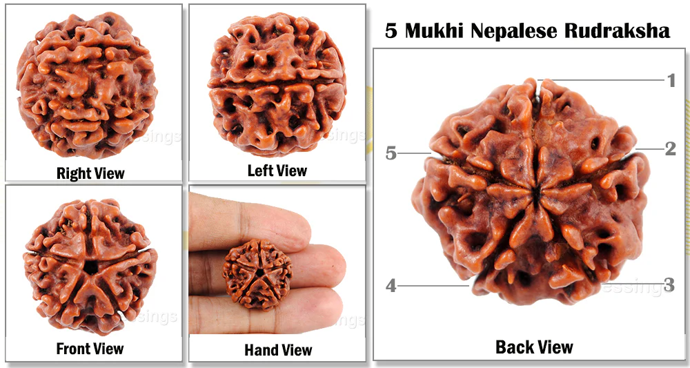 5 मुखी रुद्राक्ष