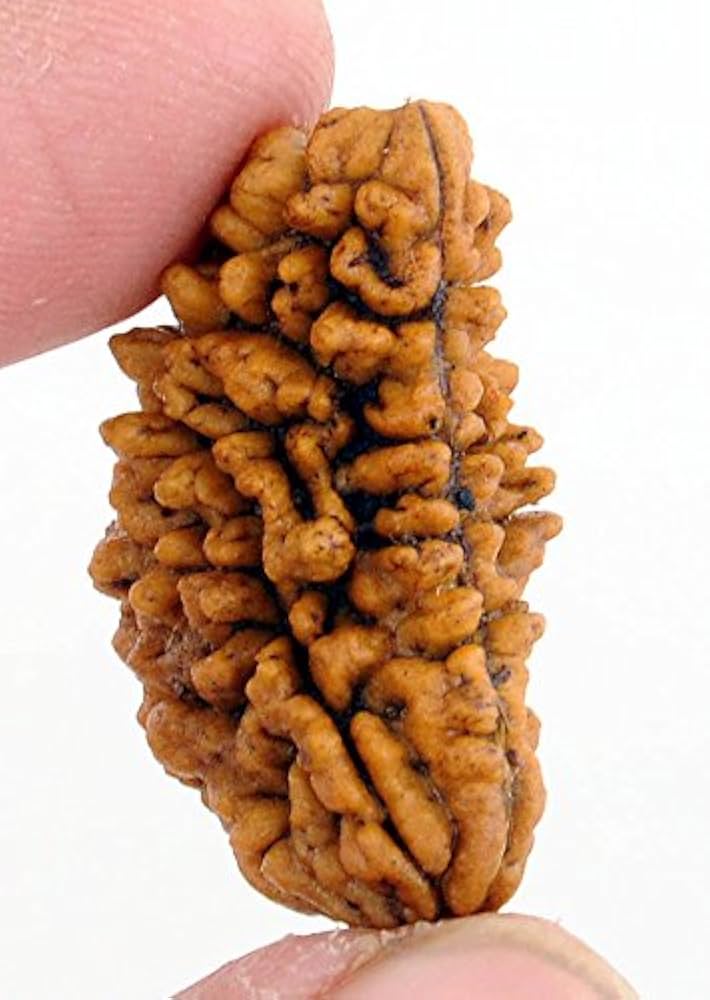 1 मुखी रुद्राक्ष