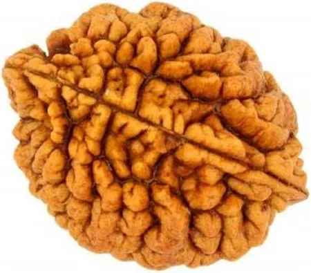 2  मुखी रुद्राक्ष