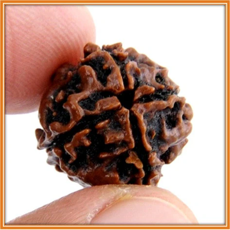 4 मुखी रुद्राक्ष