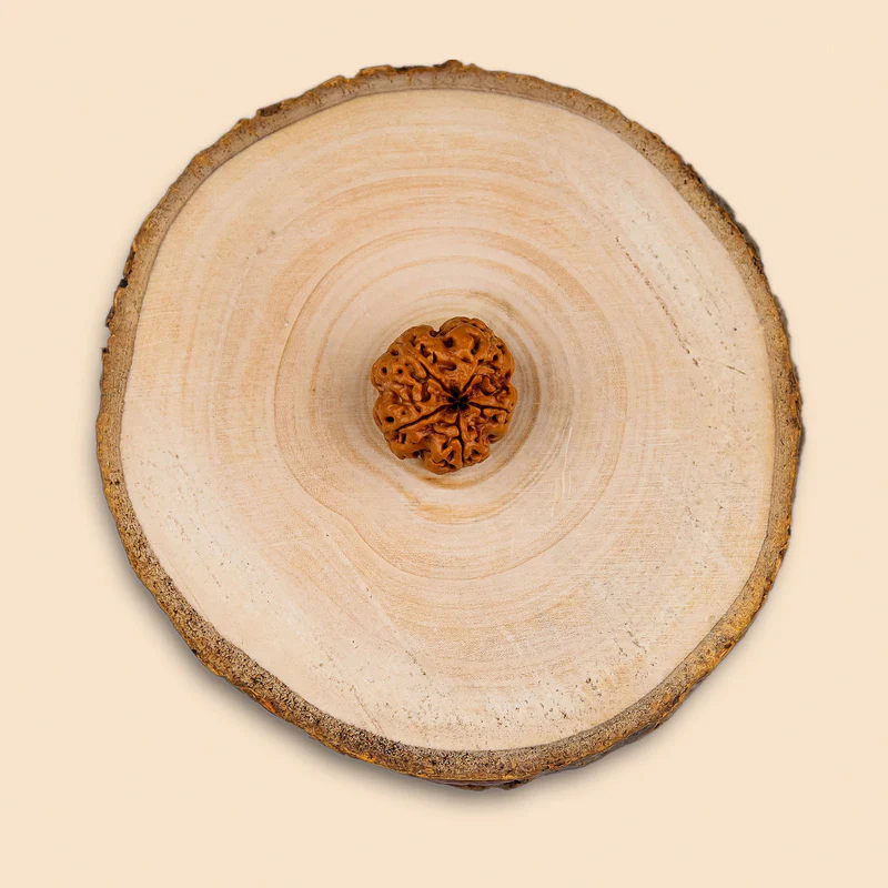 5 मुखी रुद्राक्ष
