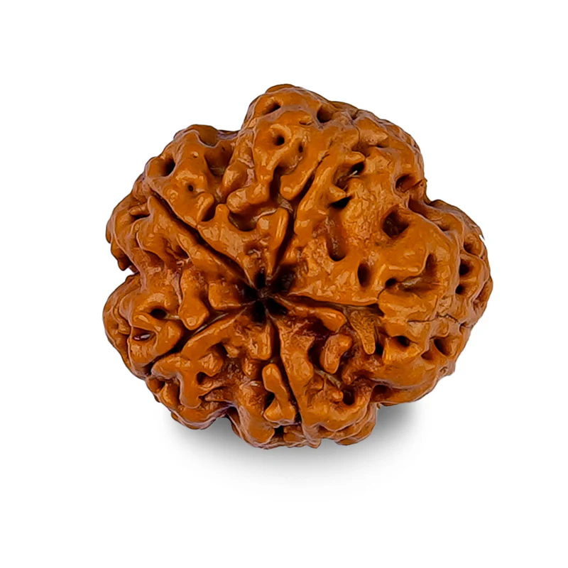 5 मुखी रुद्राक्ष