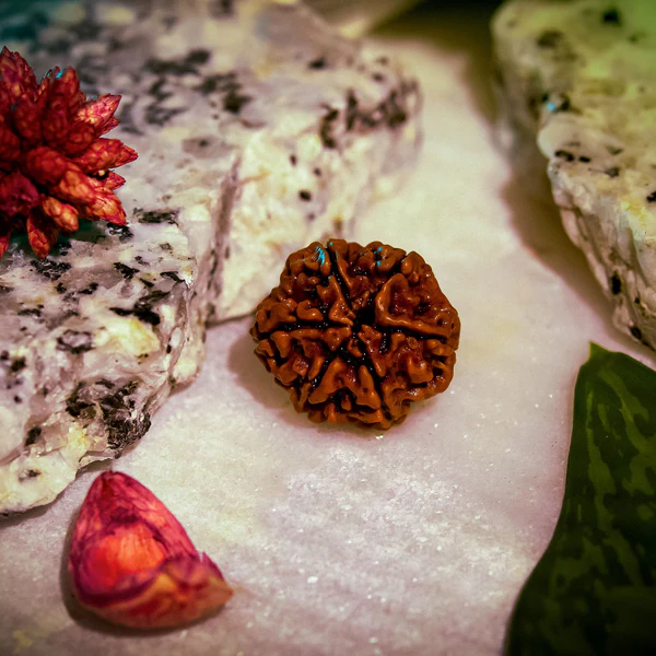 6 मुखी रुद्राक्ष