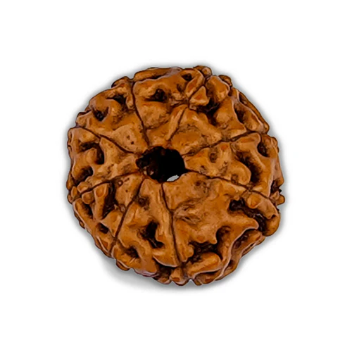 8 मुखी रुद्राक्ष
