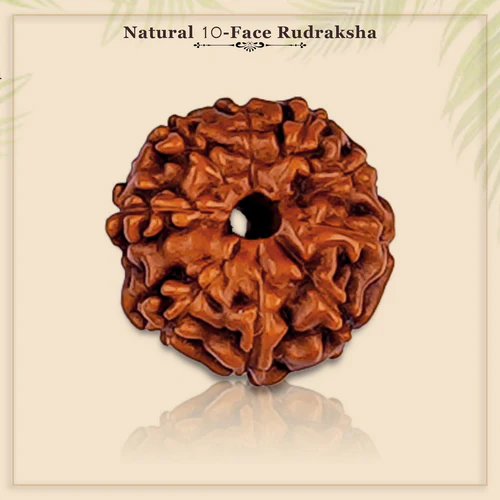 10 मुखी रुद्राक्ष