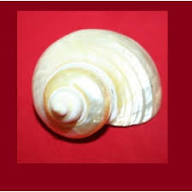 Natural 100% Original Moti Shankh