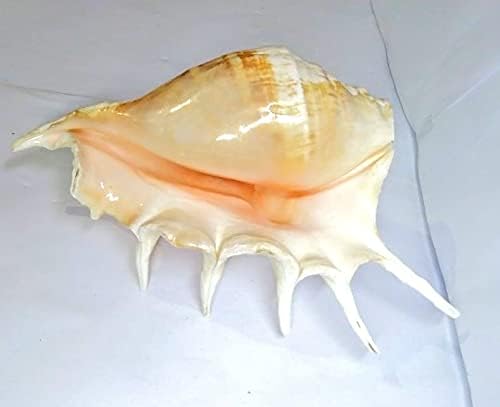 Panchmukhi Collection Five Finger Blowing Sankh for Pooja Original Gomukhi Shankh Gaumukhi Shankha Cow Conch Shell Panchmukhi Shankh Blowing Shankh
