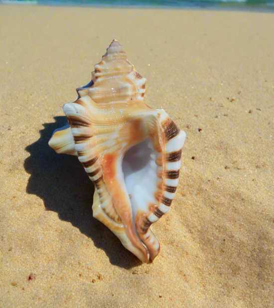 Ganesh Shankh Conch shell