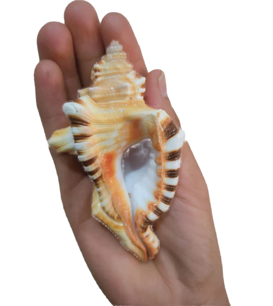 Ganesh Shankh Conch shell