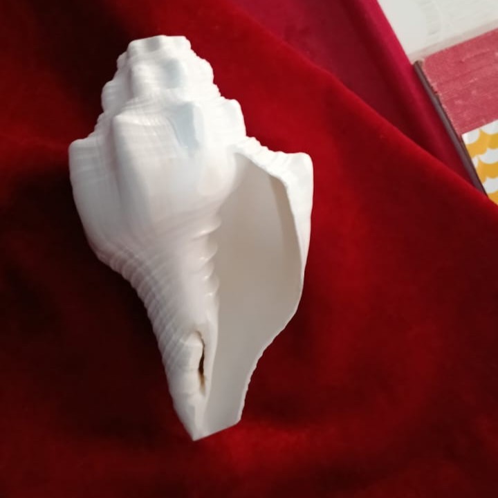 Exclusive Gaumukhi Shankh
