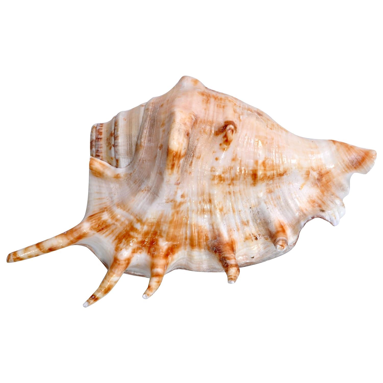 Panchmukhi Collection Five Finger Blowing Sankh for Pooja Original Gomukhi Shankh Gaumukhi Shankha Cow Conch Shell Panchmukhi Shankh Blowing Shankh