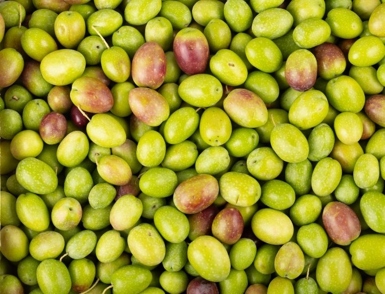 Olives du Maroc en Gros – Haute Qualité