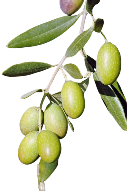Olives du Maroc en Gros – Haute Qualité