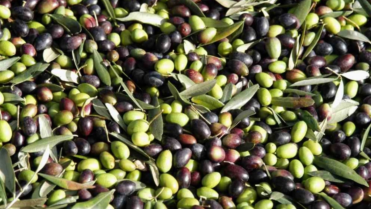 Olives du Maroc en Gros – Haute Qualité