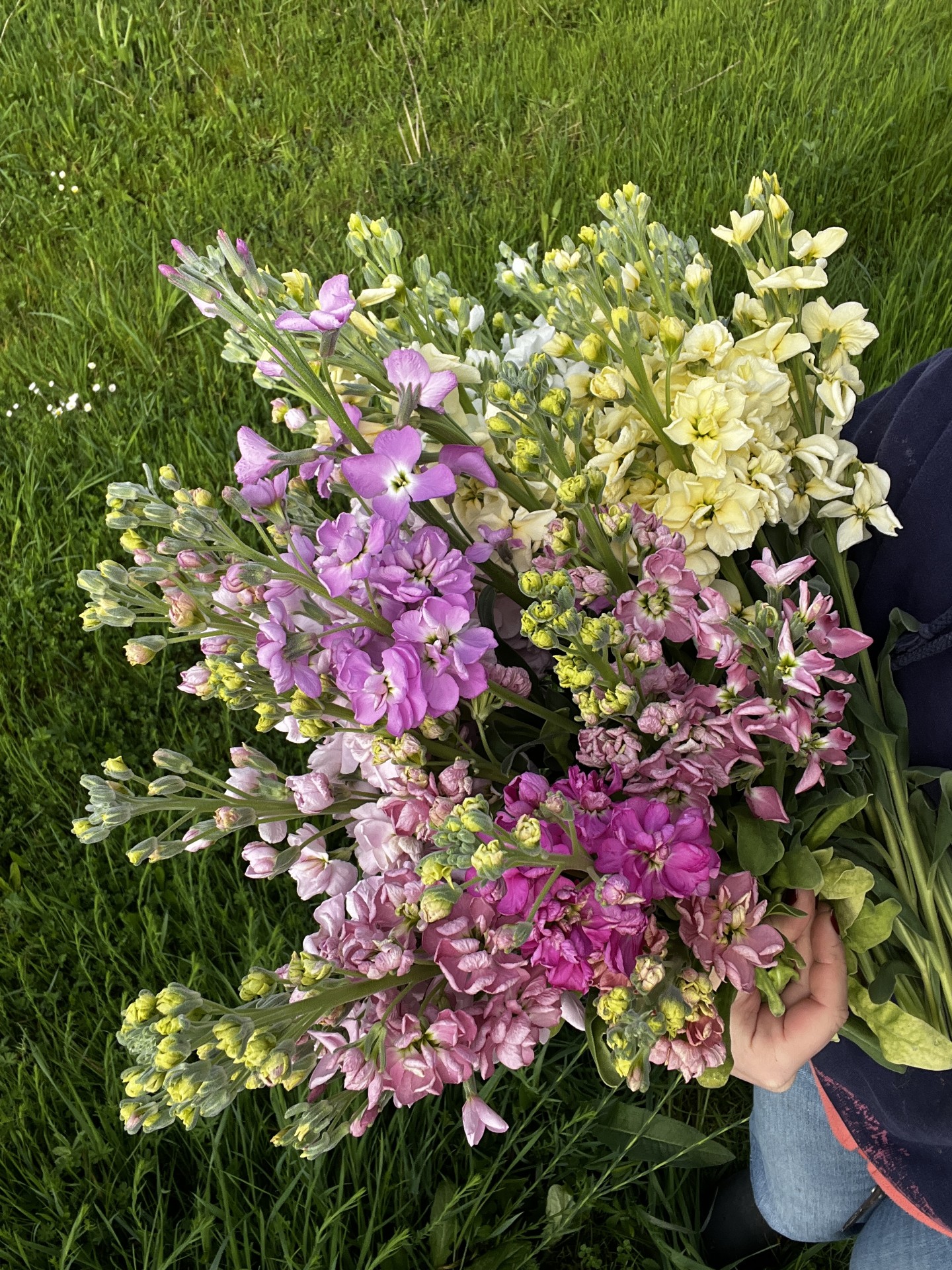 Botte de Giroflées de la ferme
