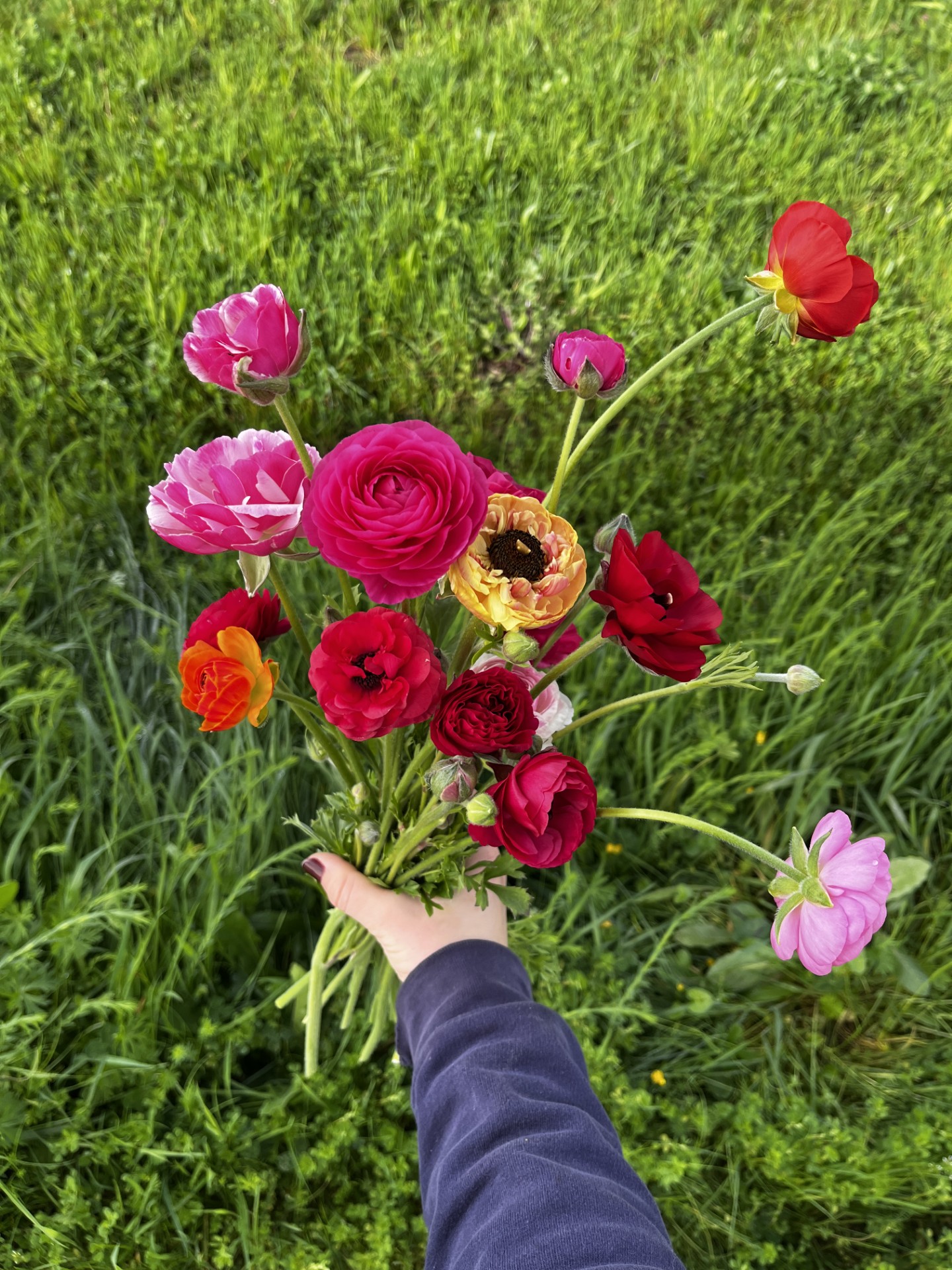 Botte de renoncules de la ferme