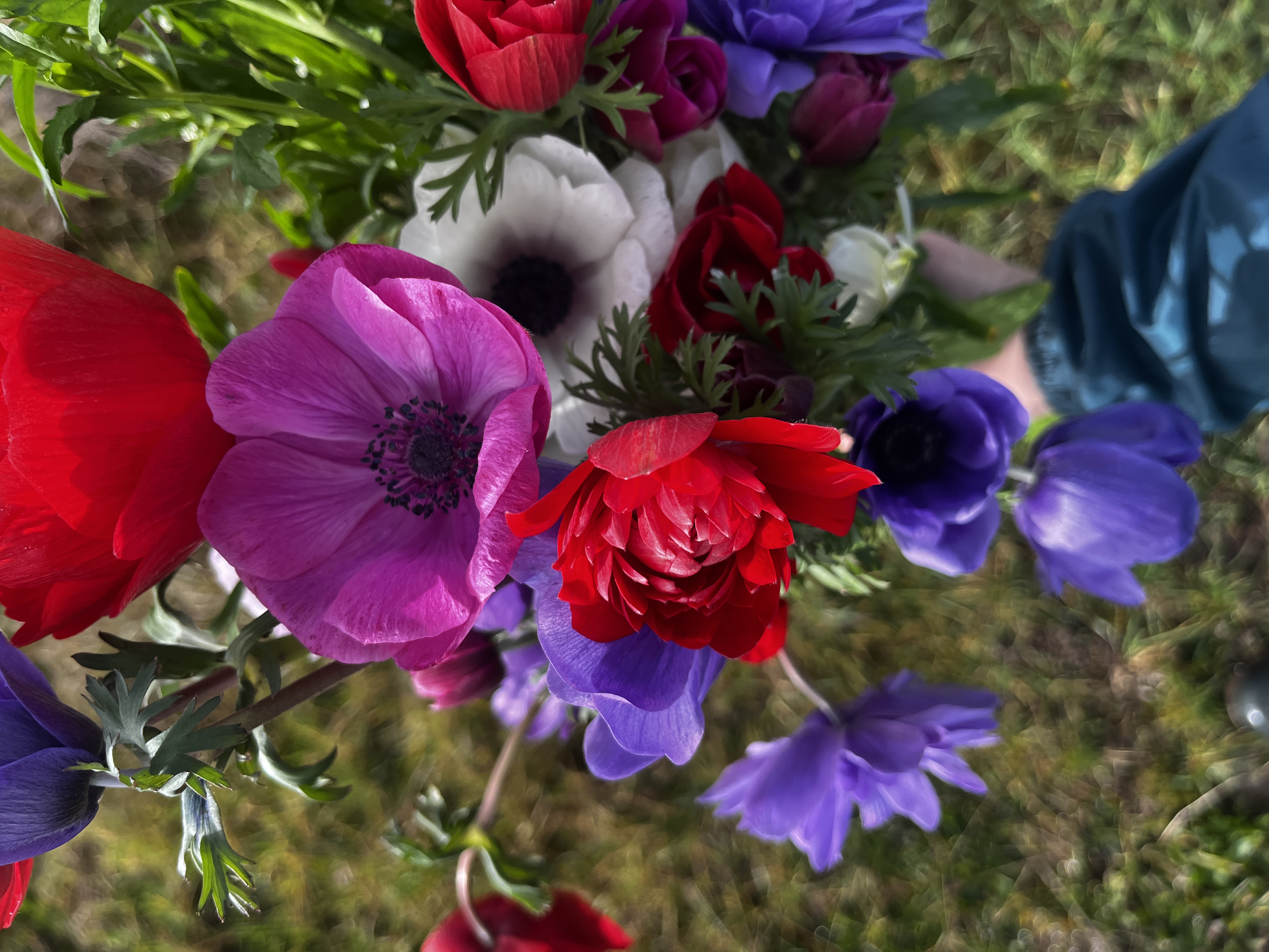 Botte d'anémones de la ferme