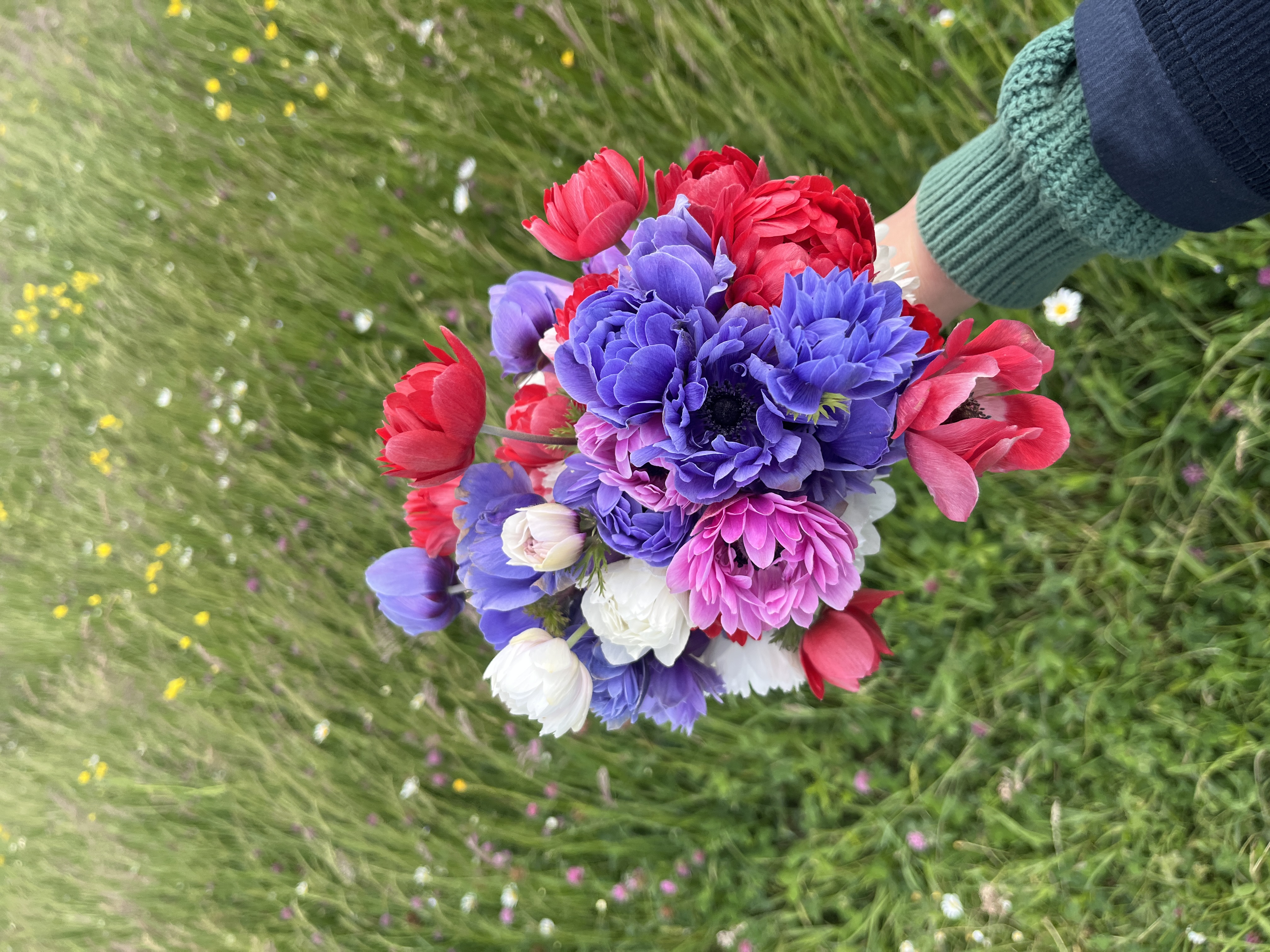 Botte d'anémones de la ferme