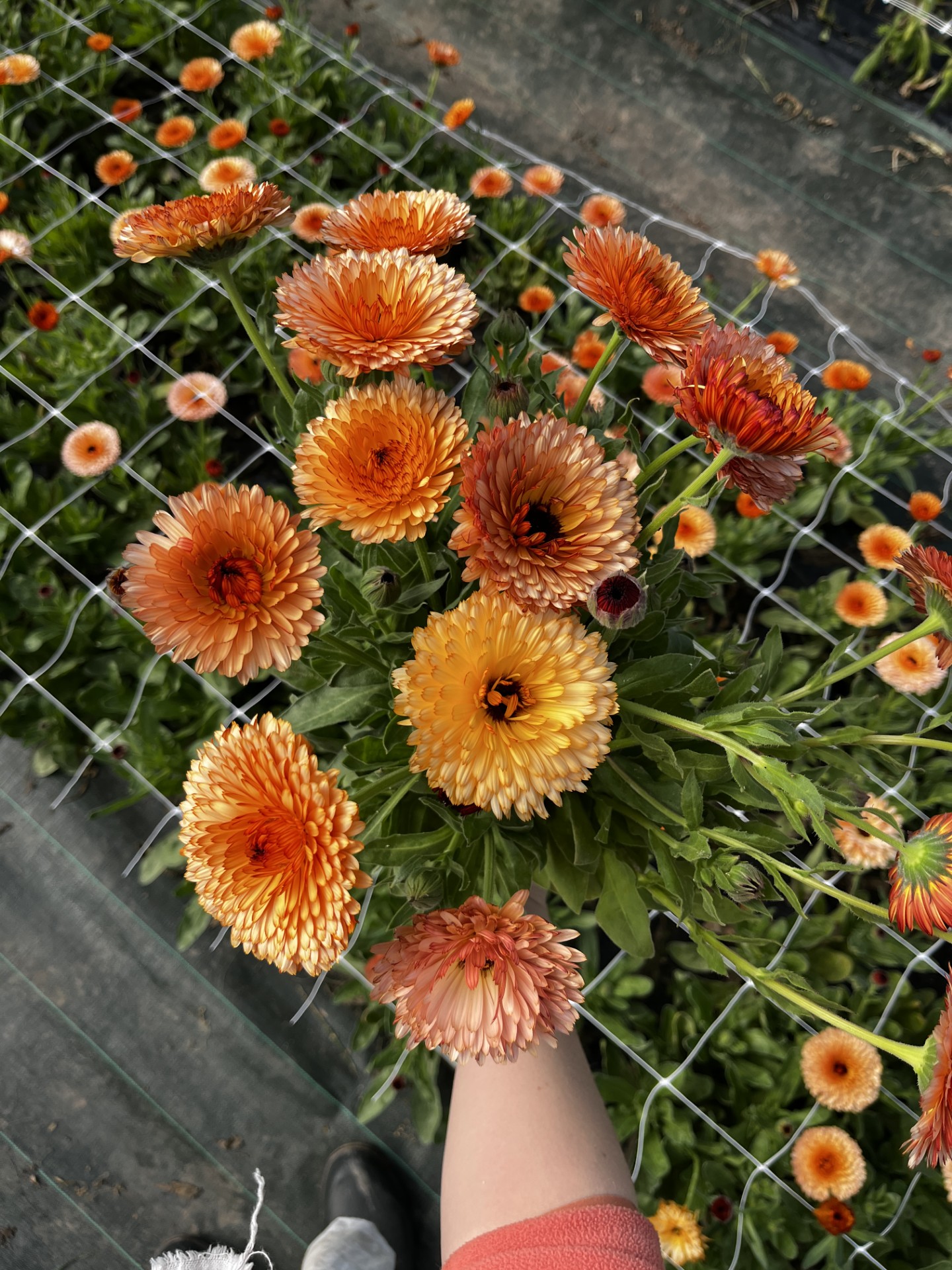 Botte de calendula de la ferme