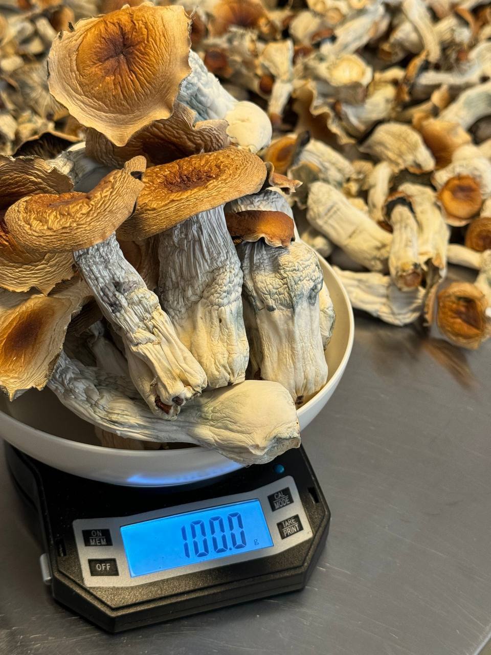 Shrooms Available in stock