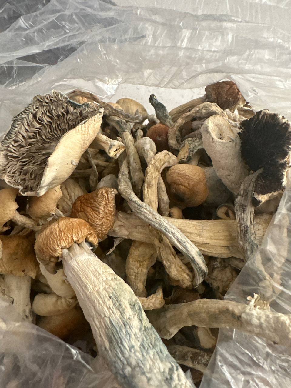Shrooms Available in stock