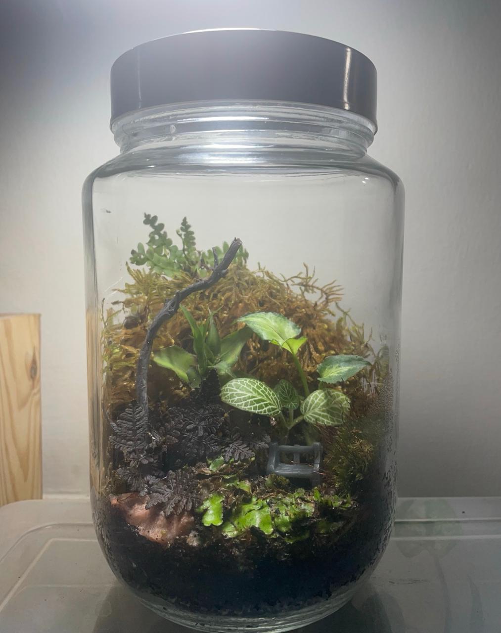 Jungle Terrarium
