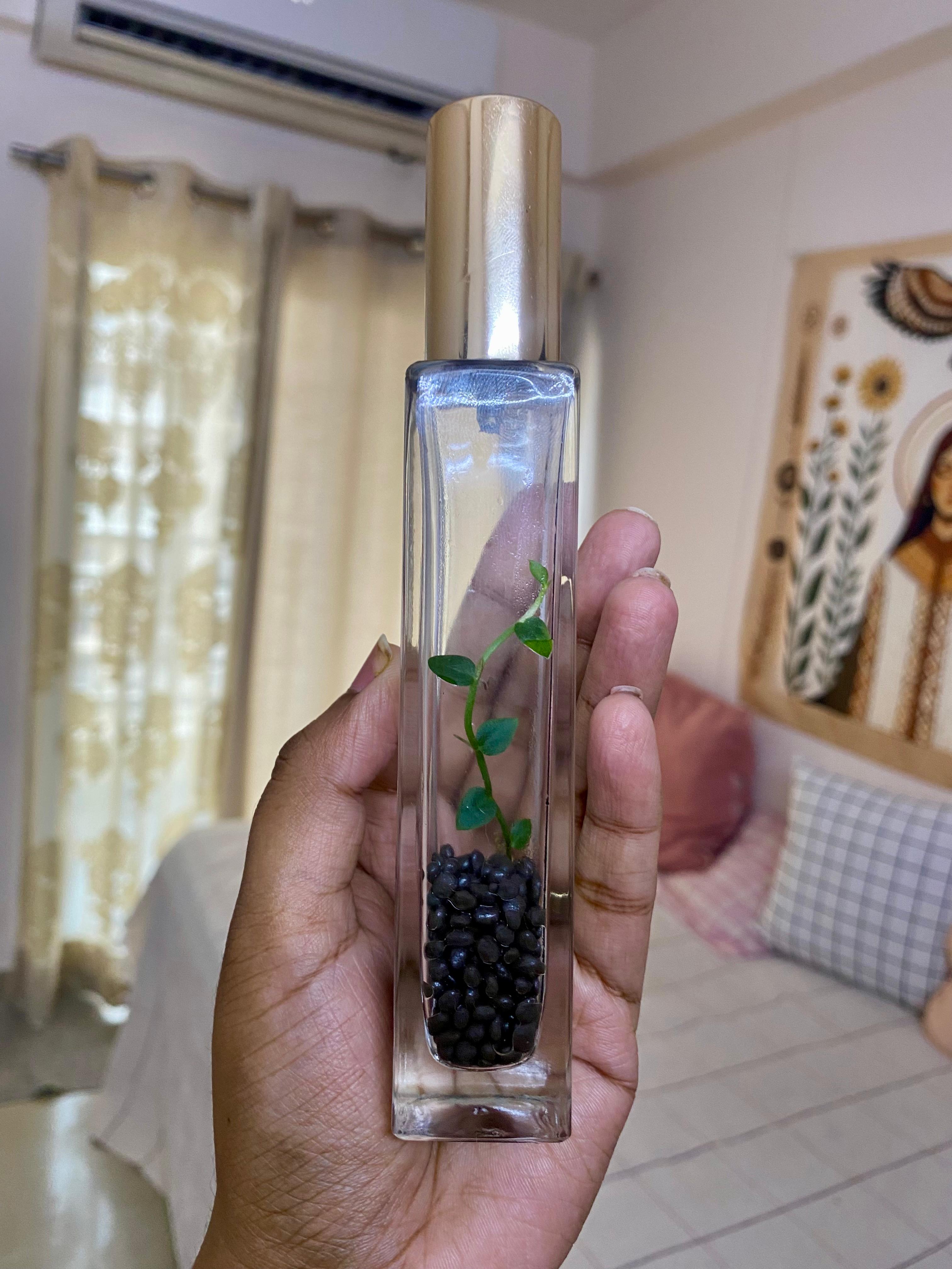Mini Glass Bottle Terrarium