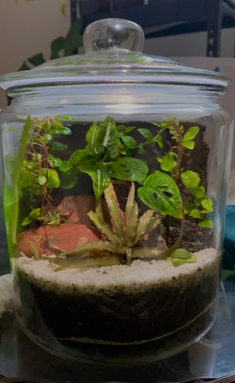 Large Pop Glass Jar Terrarium