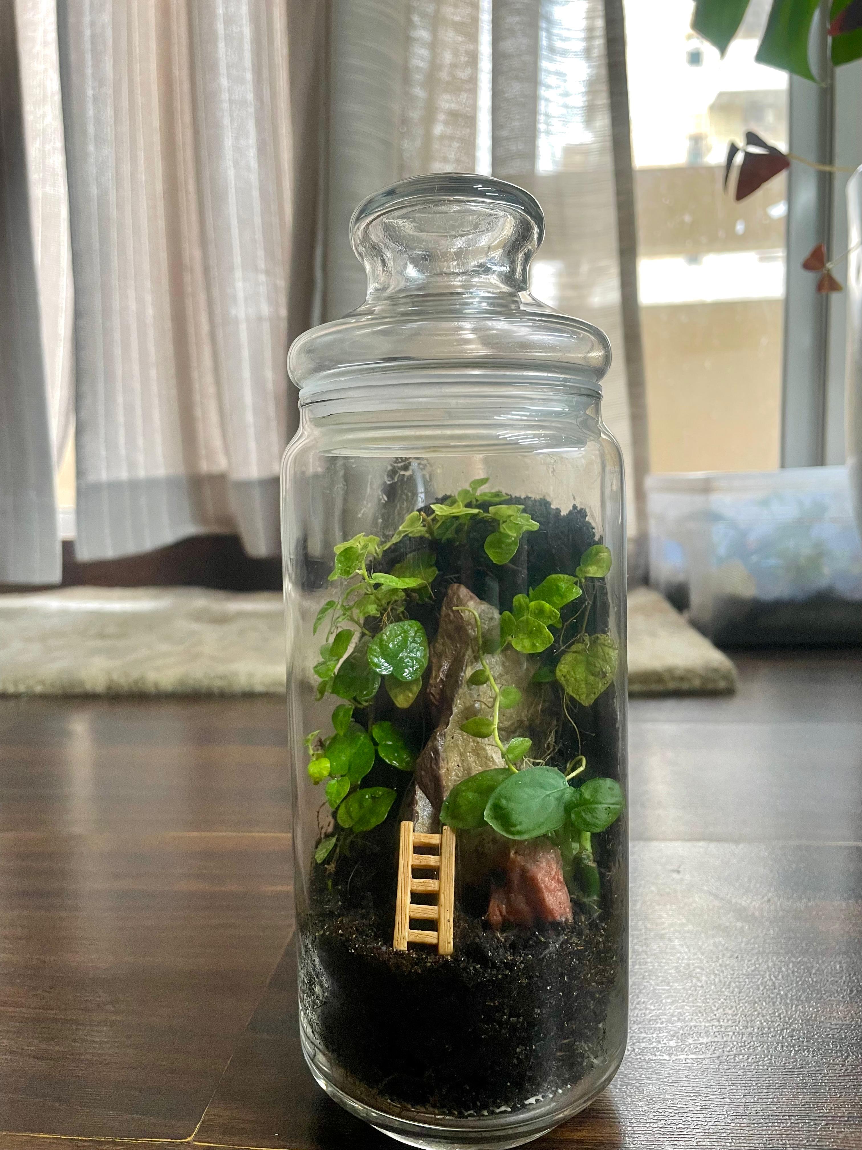Glass Terrarium with Miniature Ladder