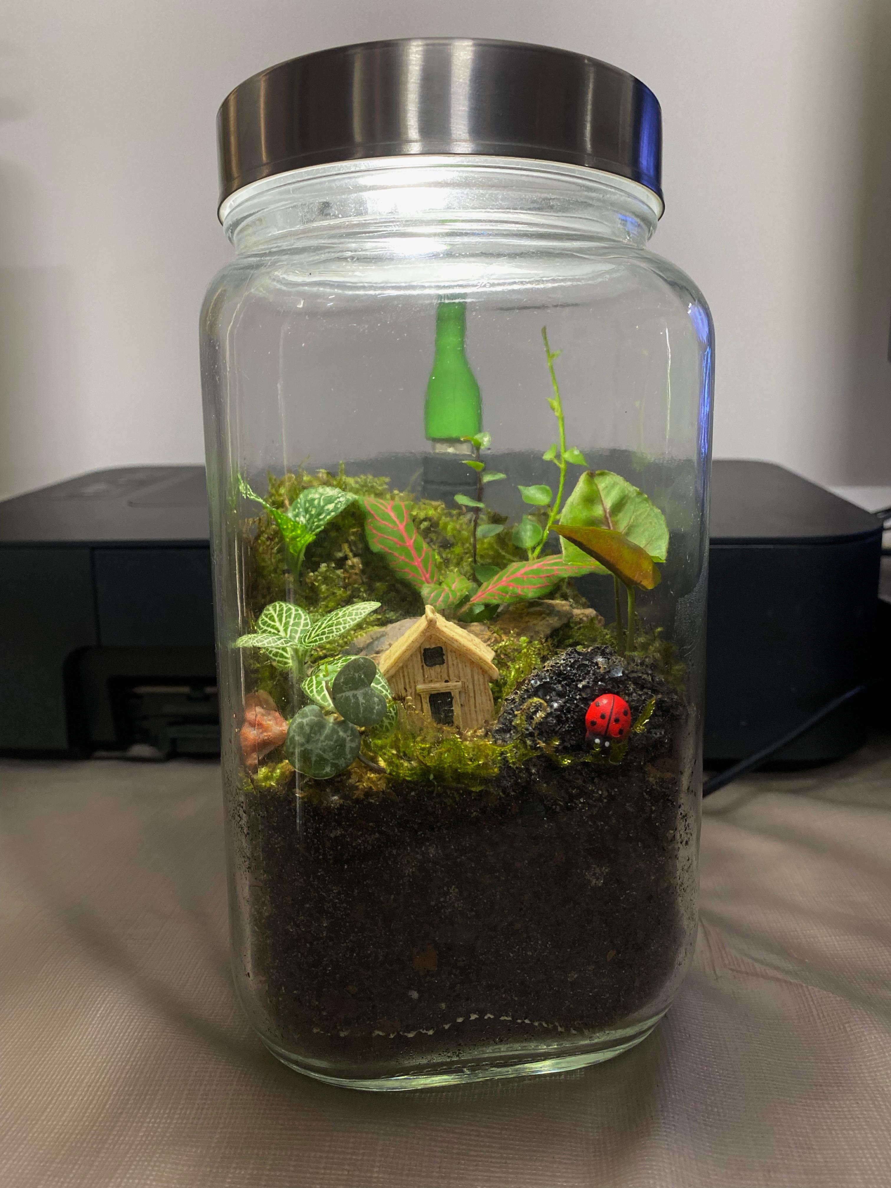 Cottage in the Jungle Terrarium