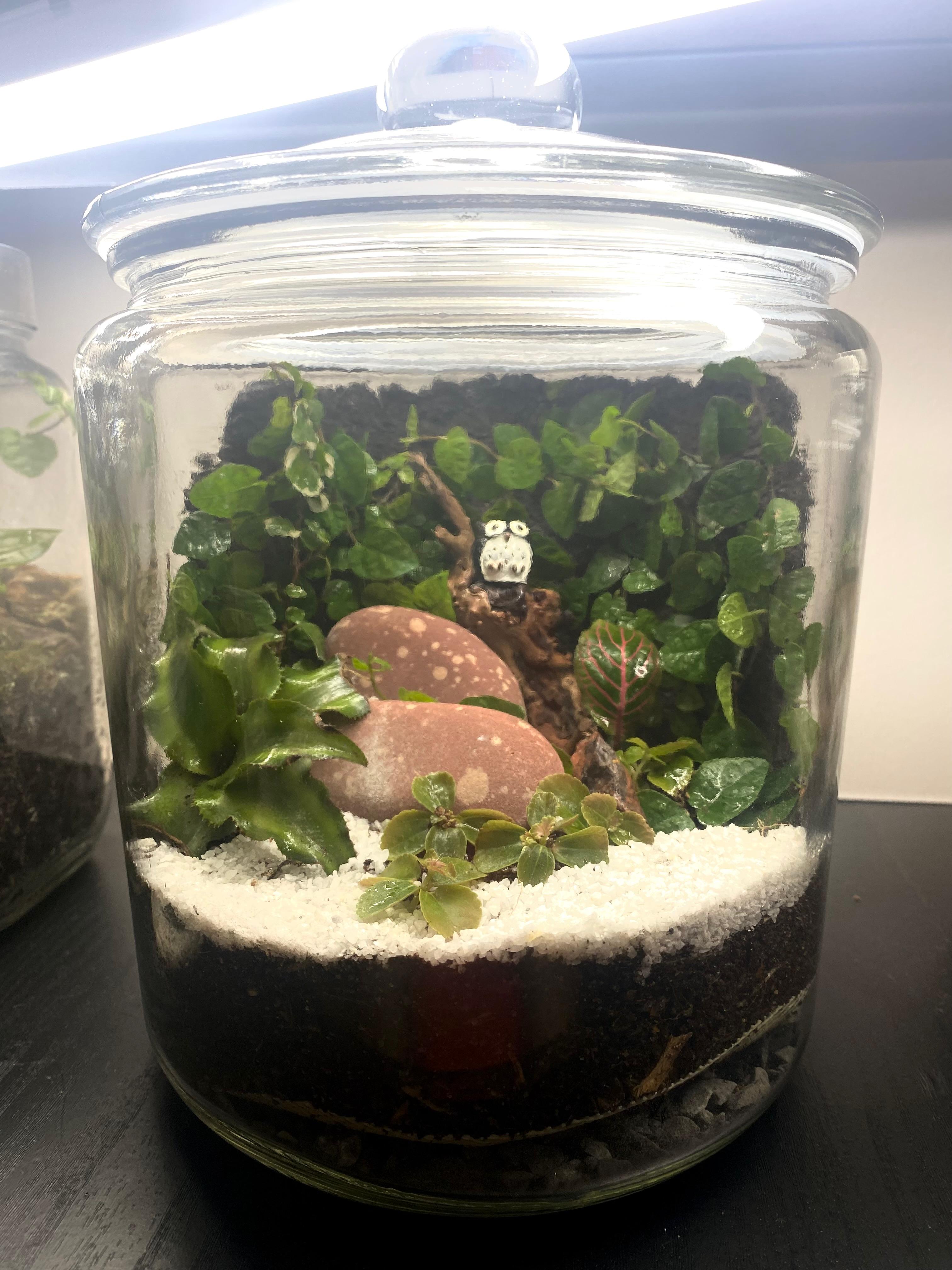 Glass Terrarium with white stones