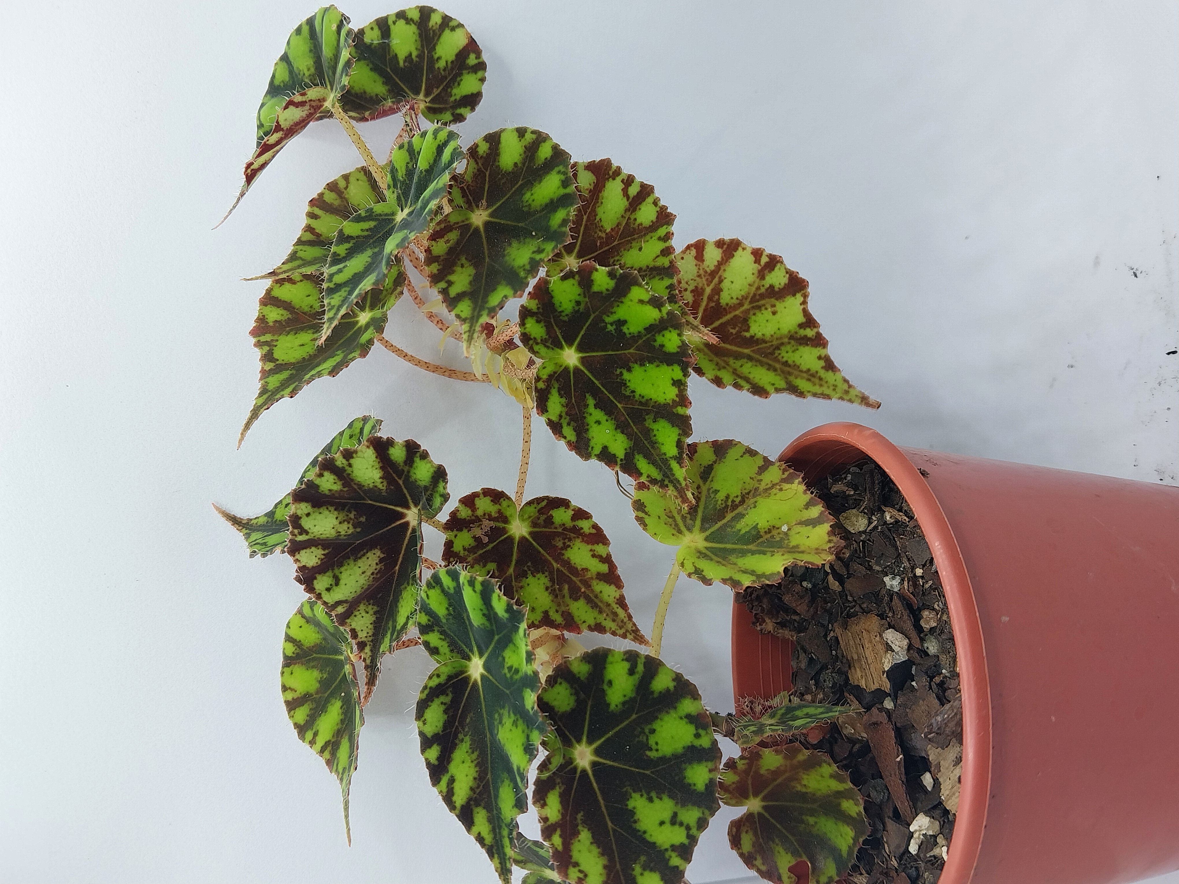 Begonias and peperomias
